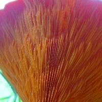 Hygrophoropsis aurantiaca image