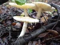 Amanita phalloides image