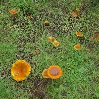 Hygrophoropsis aurantiaca image