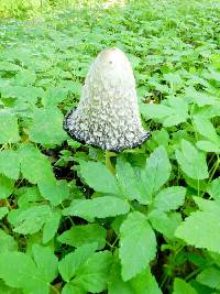 Coprinus comatus image