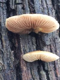 Crepidotus mollis image