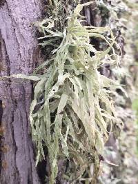 Ramalina subleptocarpha image