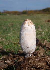 Coprinus comatus image