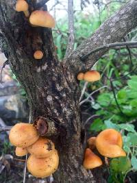Flammulina velutipes image