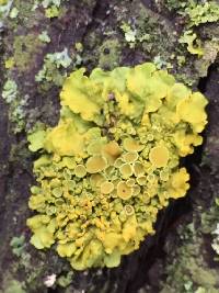 Xanthoria parietina var. parietina image