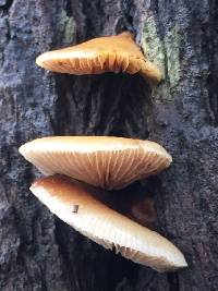 Crepidotus mollis image