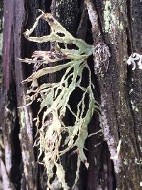 Ramalina farinacea image