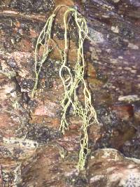 Ramalina menziesii image