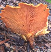 Hygrophoropsis aurantiaca image