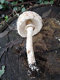 Chlorophyllum brunneum image