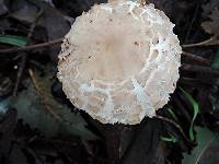 Chlorophyllum brunneum image