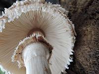 Chlorophyllum brunneum image