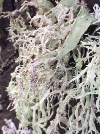 Ramalina farinacea image