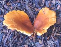 Hygrophoropsis aurantiaca image