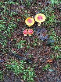 Amanita muscaria image