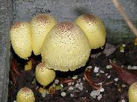 Leucocoprinus birnbaumii image