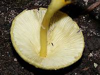 Leucocoprinus birnbaumii image