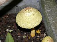 Leucocoprinus birnbaumii image