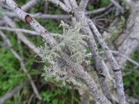 Evernia prunastri image