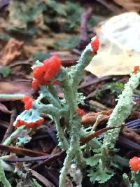 Cladonia macilenta image