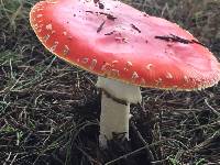 Amanita muscaria image