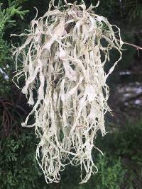 Ramalina subleptocarpha image