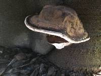 Ganoderma applanatum image