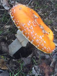 Amanita muscaria image