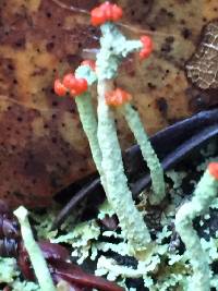 Cladonia macilenta image