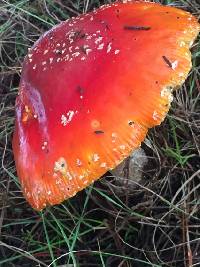 Amanita muscaria image