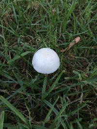 Leucoagaricus leucothites image