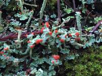 Cladonia macilenta image