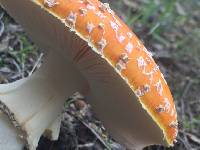 Amanita muscaria image
