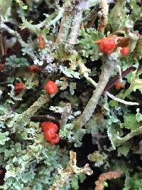 Cladonia macilenta image