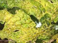 Lobaria pulmonaria image