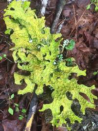 Lobaria pulmonaria image