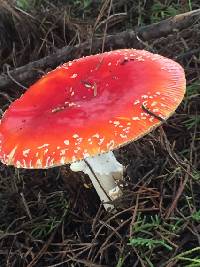 Amanita muscaria image