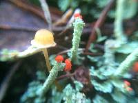 Cladonia macilenta image