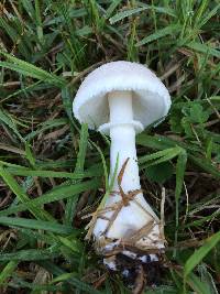 Leucoagaricus leucothites image