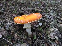 Amanita muscaria image