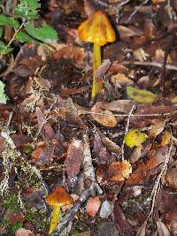 Hygrocybe singeri image