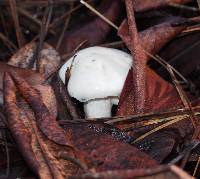 Image of Hygrophorus eburneus