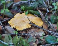 Cantharellus californicus image