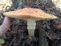 Amanita muscaria image