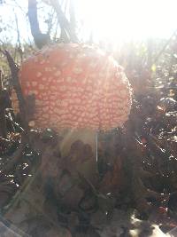 Amanita muscaria image