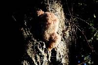 Hericium erinaceus image