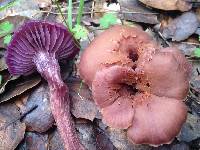 Laccaria amethysteo-occidentalis image