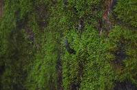 Xylaria polymorpha image