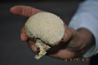 Hericium erinaceus image