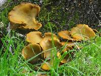 Omphalotus olivascens image